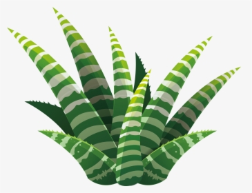 Leaf Succulent Plant Euclidean Vector Illustration - Succulent Illustration Png, Transparent Png, Transparent PNG