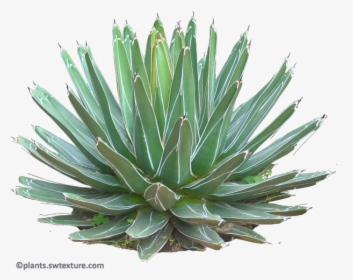 Succulent-plant - Agave Plant Png, Transparent Png, Transparent PNG