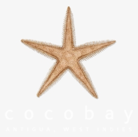 Cocobay Resort Antigua Logo, HD Png Download, Transparent PNG