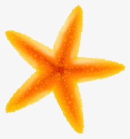 Starfish Yellow Clipart Transparent Png - Starfish, Png Download, Transparent PNG