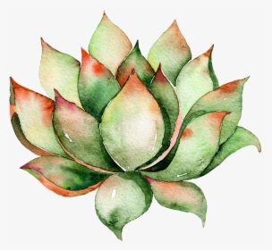 Transparent Green Plants Png - Watercolor Succulent Png, Png Download, Transparent PNG
