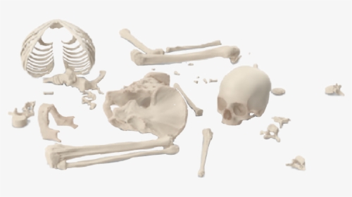 #skeleton #bones #brokenskeleton #graphicdesign #png - Anthropologist, Transparent Png, Transparent PNG