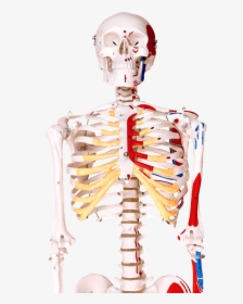 Human Bones Png - Human Skeleton, Transparent Png, Transparent PNG