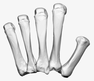 Left Hand Carpal Bones - Hand Bones Png, Transparent Png, Transparent PNG