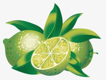 Clip Art Of Citrus - Limes Clipart, HD Png Download, Transparent PNG