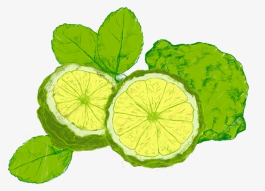 Transparent Cartoon Lemon Png - Persian Lime, Png Download, Transparent PNG