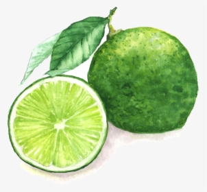 Drawing Lemon Sweet Lime, HD Png Download, Transparent PNG