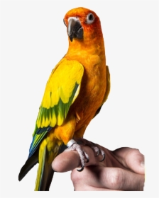 Logan Paul S Bird Maverick , Png Download - Logan Paul Maverick Bird, Transparent Png, Transparent PNG