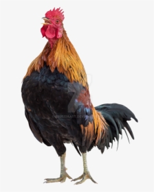 15 Rooster Png For Free Download On Mbtskoudsalg - Transparent Background Chicken Png, Png Download, Transparent PNG