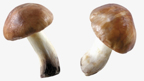 Mushroom Png Image - Mushroom Png, Transparent Png, Transparent PNG