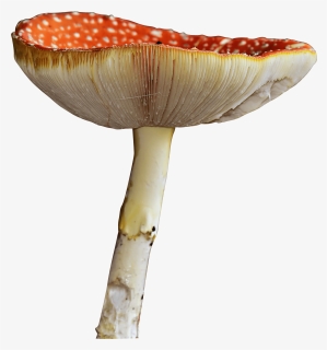 Mushroom Png - Russula Integra, Transparent Png, Transparent PNG