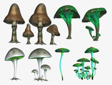 Mushroom Png Image, Transparent Png, Transparent PNG