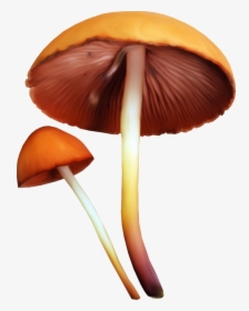 Edible Mushroom Fungus Clip Art - Mushroom Png, Transparent Png, Transparent PNG
