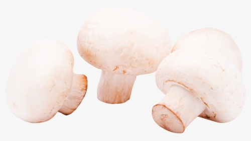 Mushroom Png, Transparent Png, Transparent PNG
