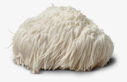 Lion Mane Png - Powdered Lion's Mane Mushroom, Transparent Png, Transparent PNG