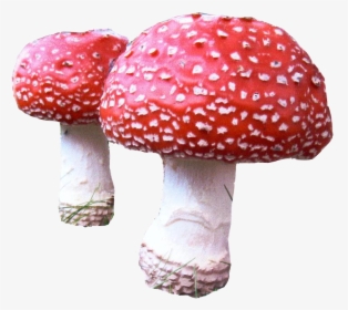 Mushroom Png Download - Agaric, Transparent Png, Transparent PNG