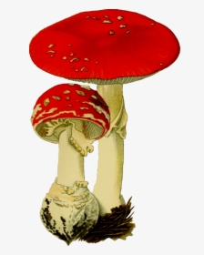 Table,hat,mushroom - Fungus Transparent, HD Png Download, Transparent PNG
