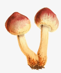 This Graphics Is Two Small Mushrooms Connected To The - Shiitake, HD Png Download, Transparent PNG