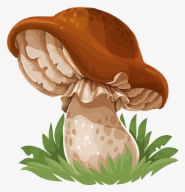 Common Mushroom Drawing Edible Mushroom - Gambar Kartun Jamur Merang, HD Png Download, Transparent PNG