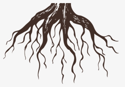 Transparent Tree With Roots Png - Chinese Bamboo Tree Roots, Png Download, Transparent PNG