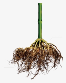 3 How It Works - Corn Plant Roots Png, Transparent Png, Transparent PNG