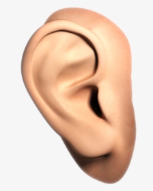 Human Ear Transparent Background, HD Png Download, Transparent PNG