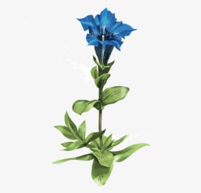Gentian - Flower And Roots Transparent, HD Png Download, Transparent PNG