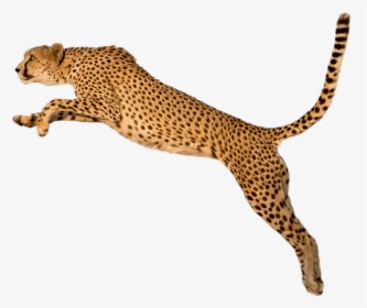 Running Leopard Png Transparent Image - Transparent Background Cheetah Png, Png Download, Transparent PNG