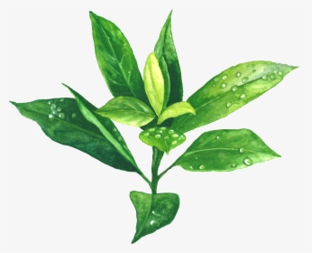 Green Tea - Transparent Background Green Tea Png, Png Download, Transparent PNG