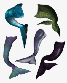 Mermaid, Tail, Dolphin, Orca, Whale Fish, Scaly, Merman - Dolphin Mermaid Tail, HD Png Download, Transparent PNG