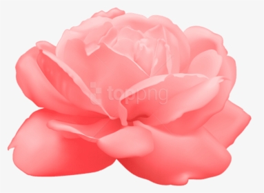 Free Png Download Rose Png Images Background Png Images - Japanese Camellia, Transparent Png, Transparent PNG
