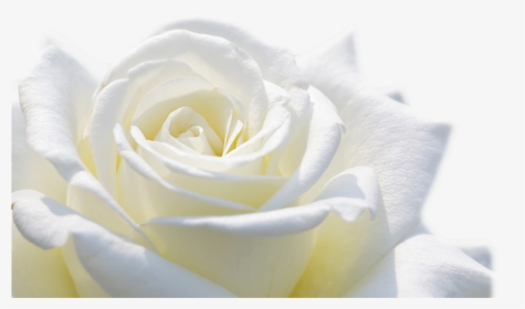 5 Png - Rose Flower Wallpaper Flower Image Download, Transparent Png, Transparent PNG