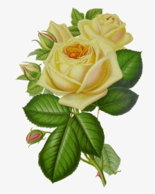 White Rose Vintage - Yellow Vintage Flowers Png, Transparent Png, Transparent PNG