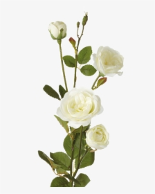 White Roses Transparent Png Image - Single White Rose Flower, Png Download, Transparent PNG