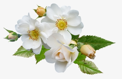 Multiflora-rose - White Flowers Png, Transparent Png, Transparent PNG
