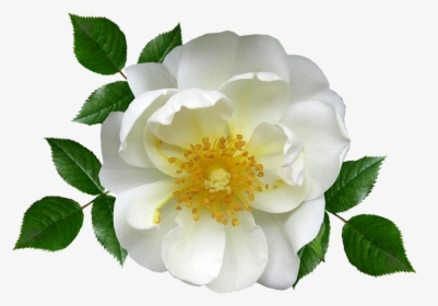 Flower, White Rose, Blossom, Plant - Vektor Bunga Mawar Putih Png, Transparent Png, Transparent PNG