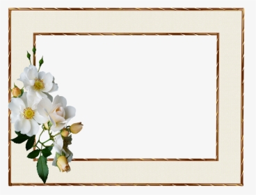 Frame, Gold Edge, White Rose - White Roses Gold Frame, HD Png Download, Transparent PNG