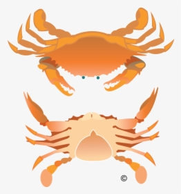 Clip Art Crabs Clip Art New - Crab Birds Eye View, HD Png Download, Transparent PNG
