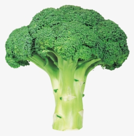Broccoli Png Image With Transparent Background - Broccoli Png, Png Download, Transparent PNG