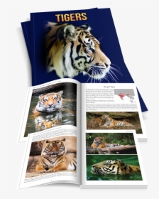 Transparent Tiger Scratch Png - Siberian Tiger, Png Download, Transparent PNG