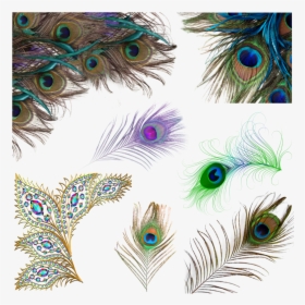Transparent Peacock Feathers Png - Peacock Feather Png, Png Download, Transparent PNG