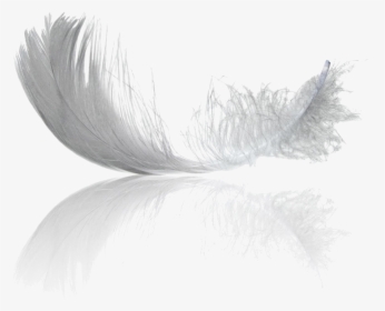 Transparent Black Feathers Png - Monochrome, Png Download, Transparent PNG