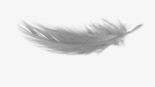 Writing-implement - Transparent Background Feather Png, Png Download, Transparent PNG