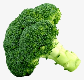 Food,superfood,vegetable - Clipart Picture Of Broccoli, HD Png Download, Transparent PNG
