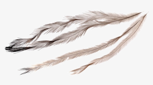 Emu Feathers Clipart, HD Png Download, Transparent PNG