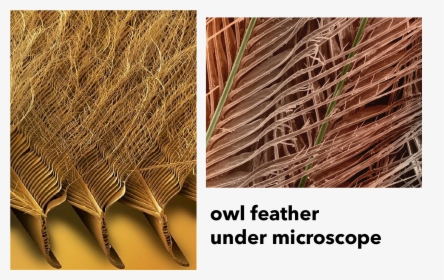 Chaise Lounge Inspired By Owl S Feather - Microscopic Owl Feather, HD Png Download, Transparent PNG