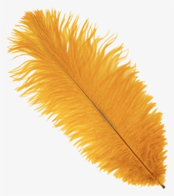 Marigold Ostrich Feather Plume - Transparent Feathers Yellow, HD Png Download, Transparent PNG
