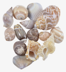 More Views - Seashell - Seashell, HD Png Download, Transparent PNG