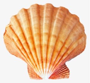 Seashell Png - Sea Shells Transparent Background, Png Download, Transparent PNG