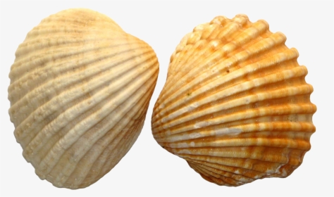 Seashell Royal Dutch Shell Clip Art - Seashell Png, Transparent Png, Transparent PNG